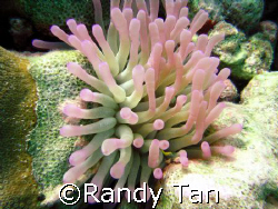 taken by Canon s70 by Randy Tan 